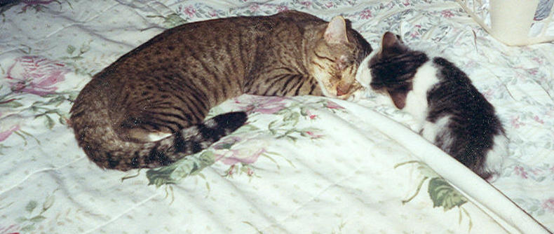 Animal Rave 1-Kisses by combatmaster on DeviantArt