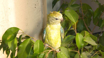 Female Red Rumped