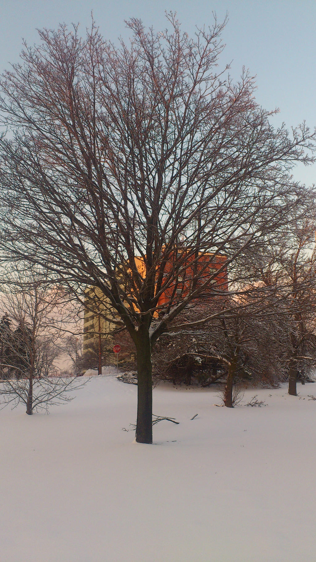 Branches and Branches.