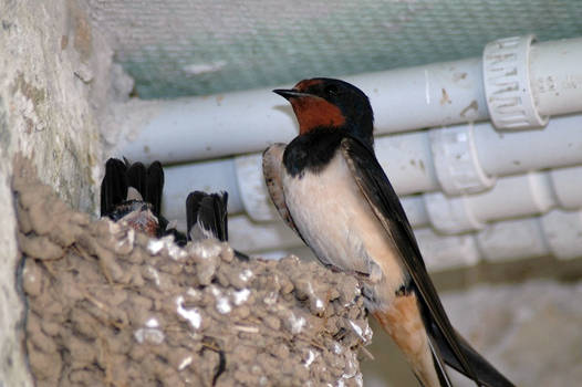 swallows [2]