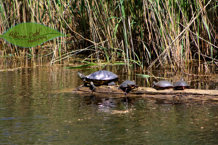 Turtle Family Outing