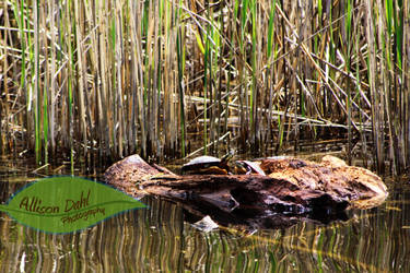 Turtle Afternoon