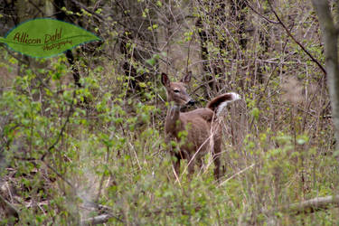 Grazing Deer