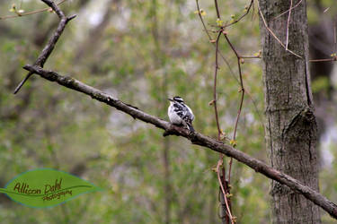 Restful Perch