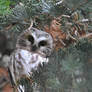 Saw Whet Owl