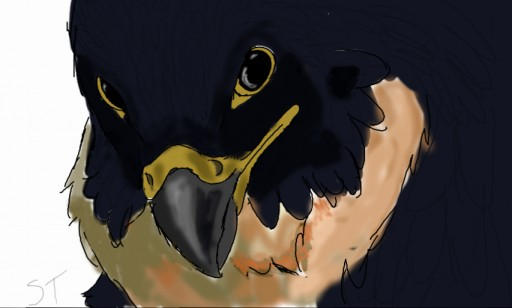 Mythic Falcons Falcon by Mythic-Myotis on DeviantArt