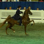 Saddlebred Stock 13