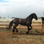 Friesian Stock 1