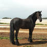 Friesian Stock 3