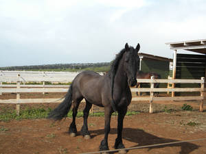 Friesian Stock 4