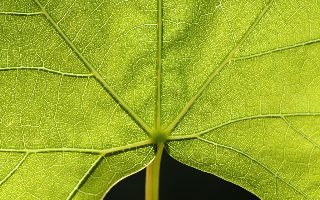 Palmate Venation By Korpsus On DeviantArt palmate-venation-by-korpsus-on-deviantart