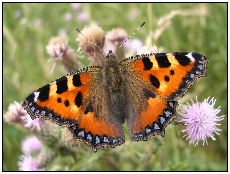 Small Tortoiseshell Butterfly