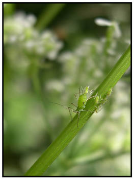 Aphid Factory