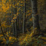 autumn forest local landscape