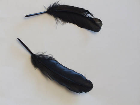 Black Feathers