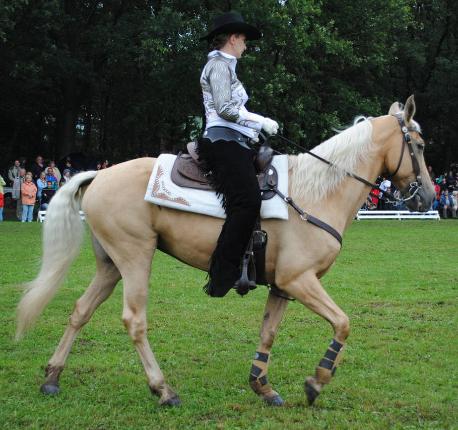 Tennessee Walking Horse 08 by ponystock on DeviantArt