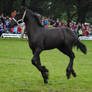 Friesian Foal Stock 01