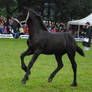 Friesian Foal Stock 02