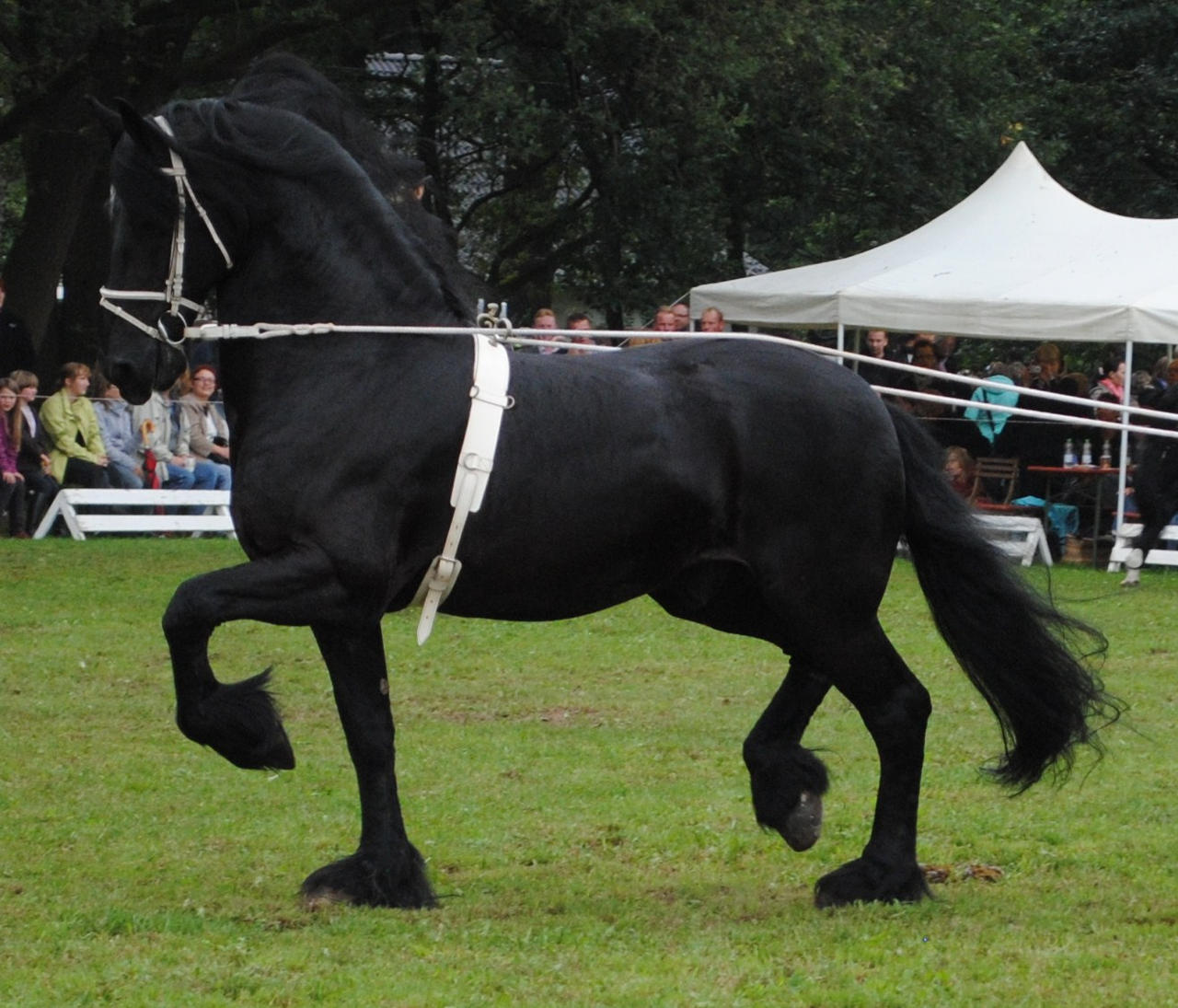 Friesian Stallion 02