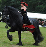 Ladies On Friesians 02 by ponystock