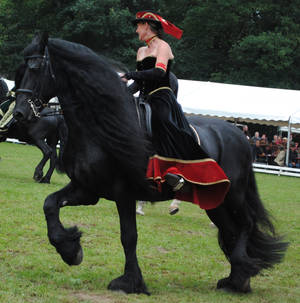 Ladies On Friesians 02