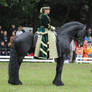 Green Lady On Friesian 01