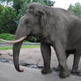 Elephant Stock 06