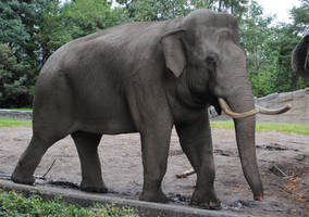 Elephant Stock 09