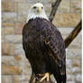 Bald Eagle II