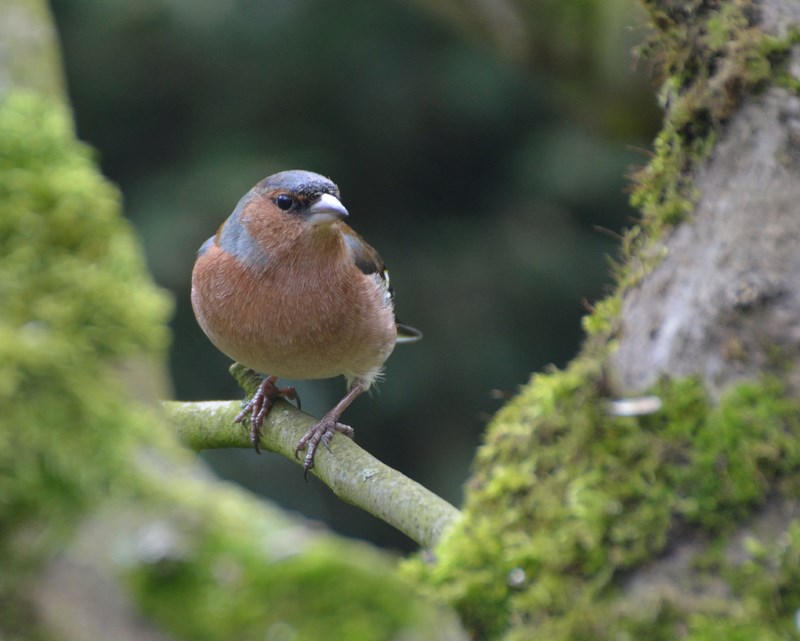 Chaffinch by MountainsMarmot