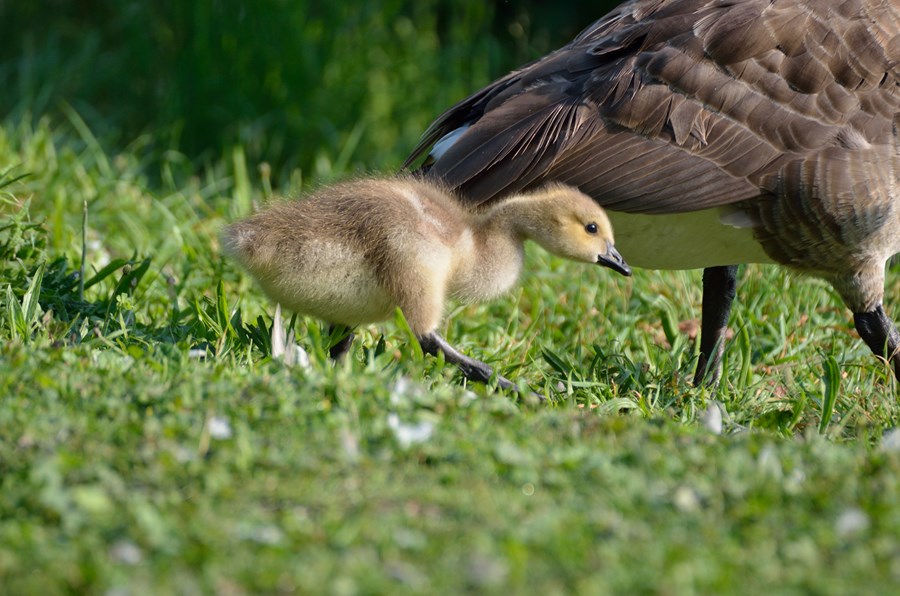 Canada goose