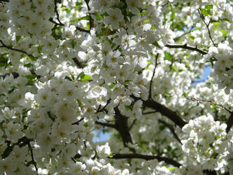 Crabapple Blooms 04