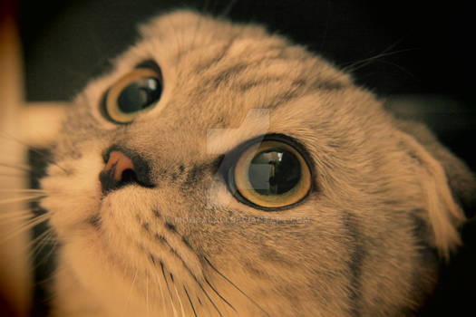 Scottish Fold Cat