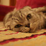 Scottish Fold Bored