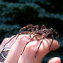 Dolomedes