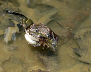 Water snake eating frog