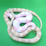 Pink snow corn snakes