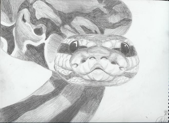 Ball Python by WeirdBugLady on DeviantArt