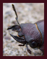 stag beetle 3