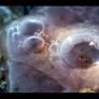 bubbly jellyfish