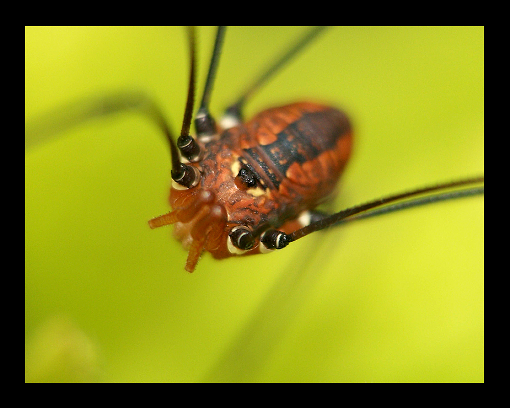 harvestman 2