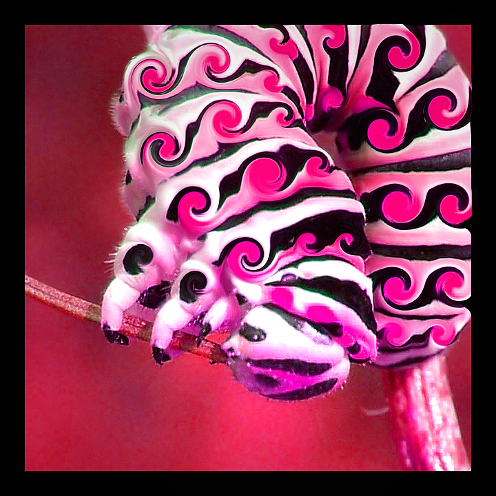 pink swirly