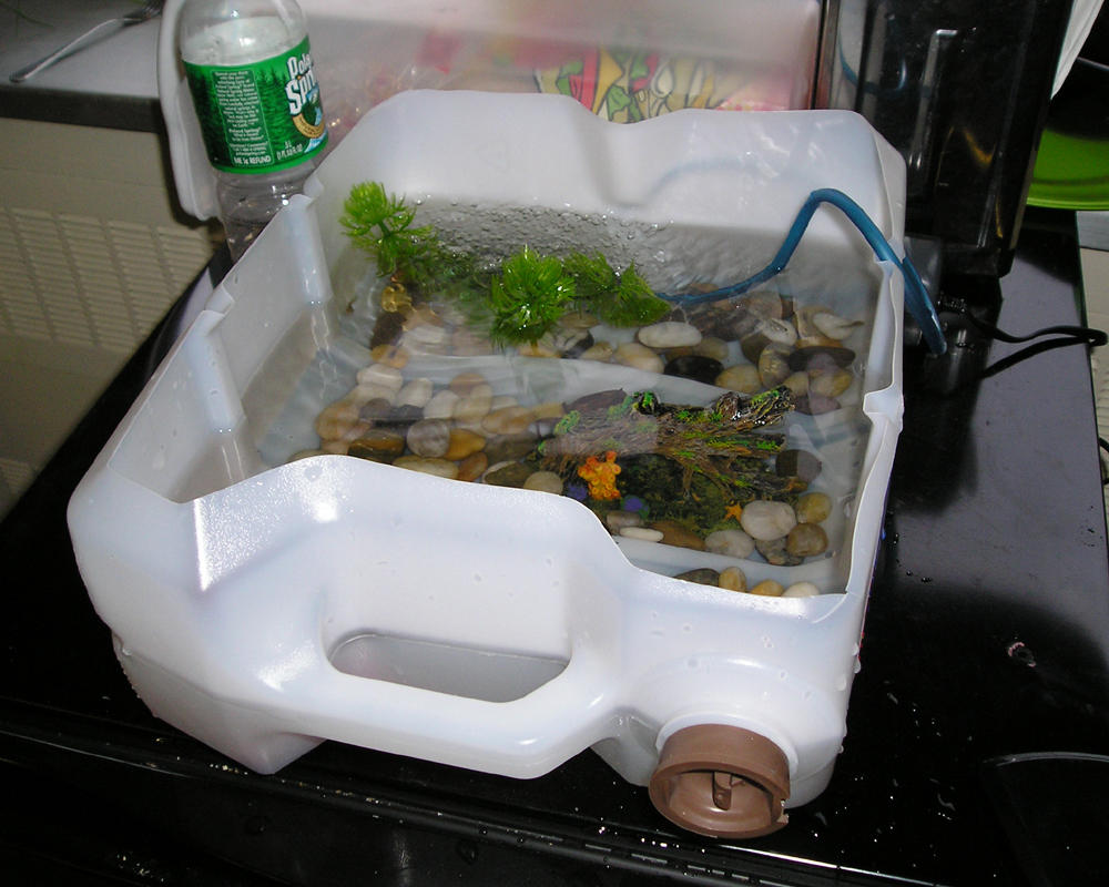 water bug tank 1 by WeirdBugLady on DeviantArt