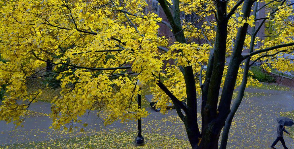 Treescape 3 Yellow