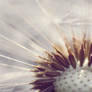 pusteblume