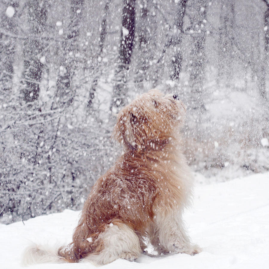Собака сугроб. Собака в снегу. Животные радуются снегу. Пушистая зима. Радоваться снегу.