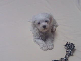 When My Bisou was a Puppy!