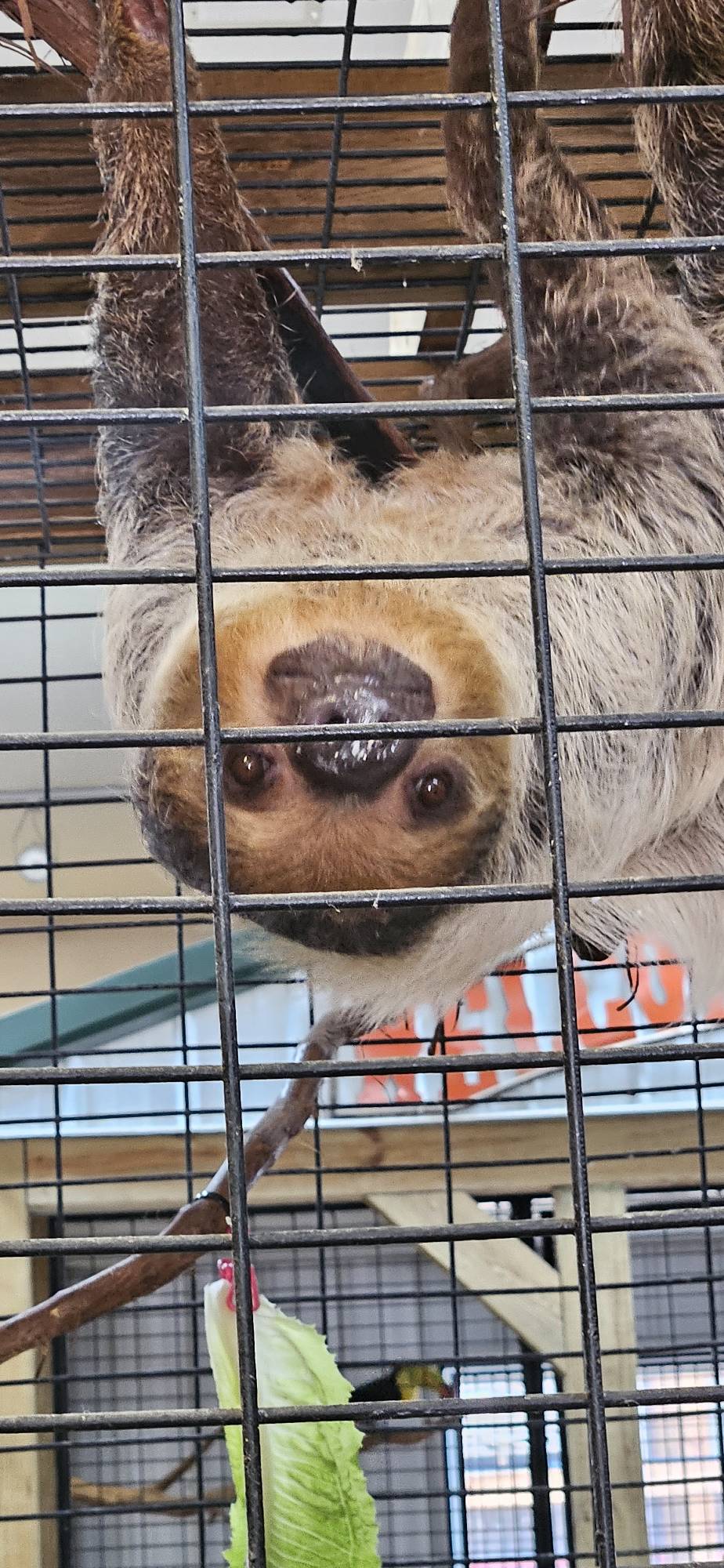 Sloth Pose by MacaronParisPretty on DeviantArt