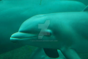 Baby Dolphin