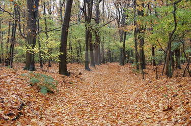 Forest Path..